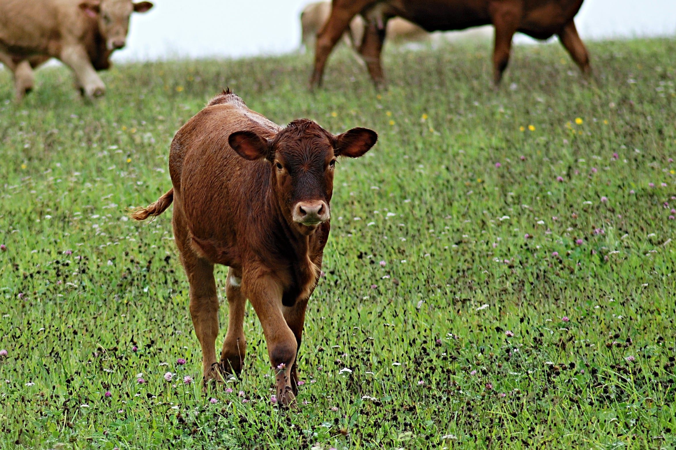 missouri-limits-local-regulations-on-large-livestock-farms-the-north