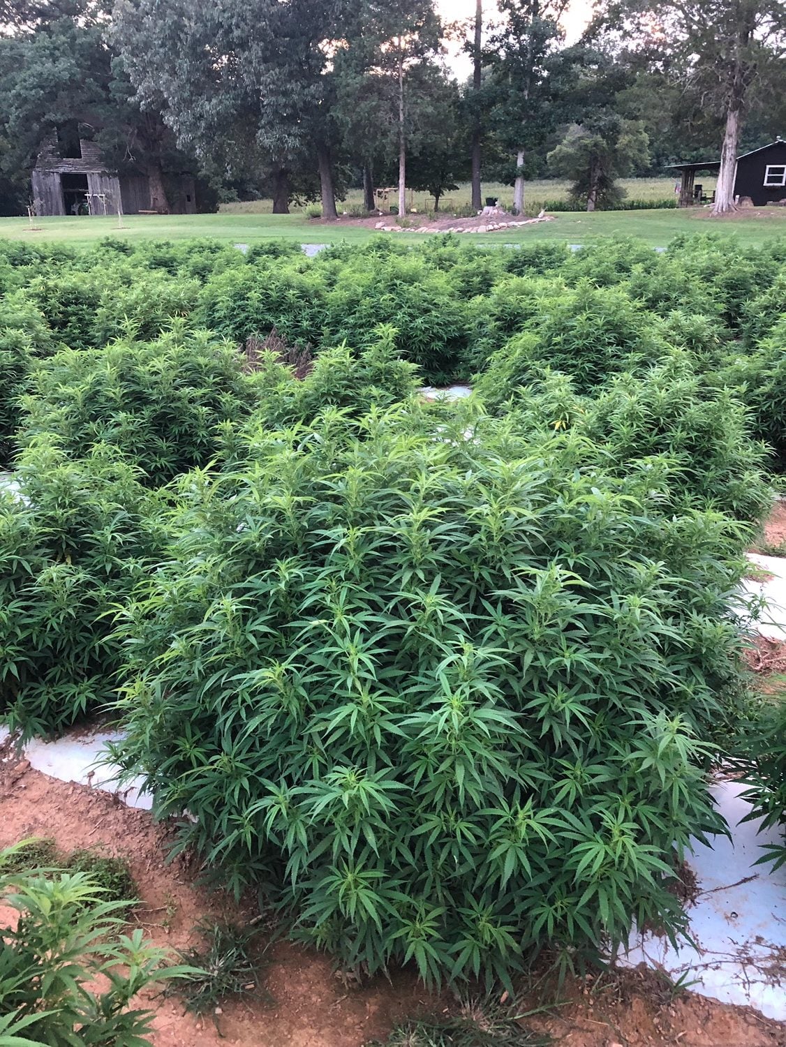 Hemp plants grown in North Carolina | The North State Journal