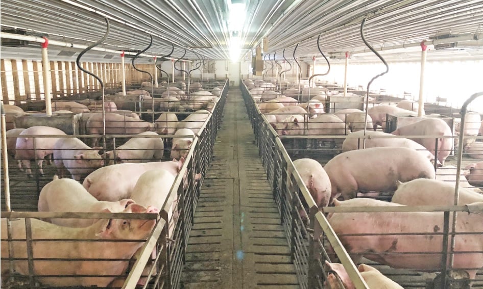 Pork industry highlights modern methods