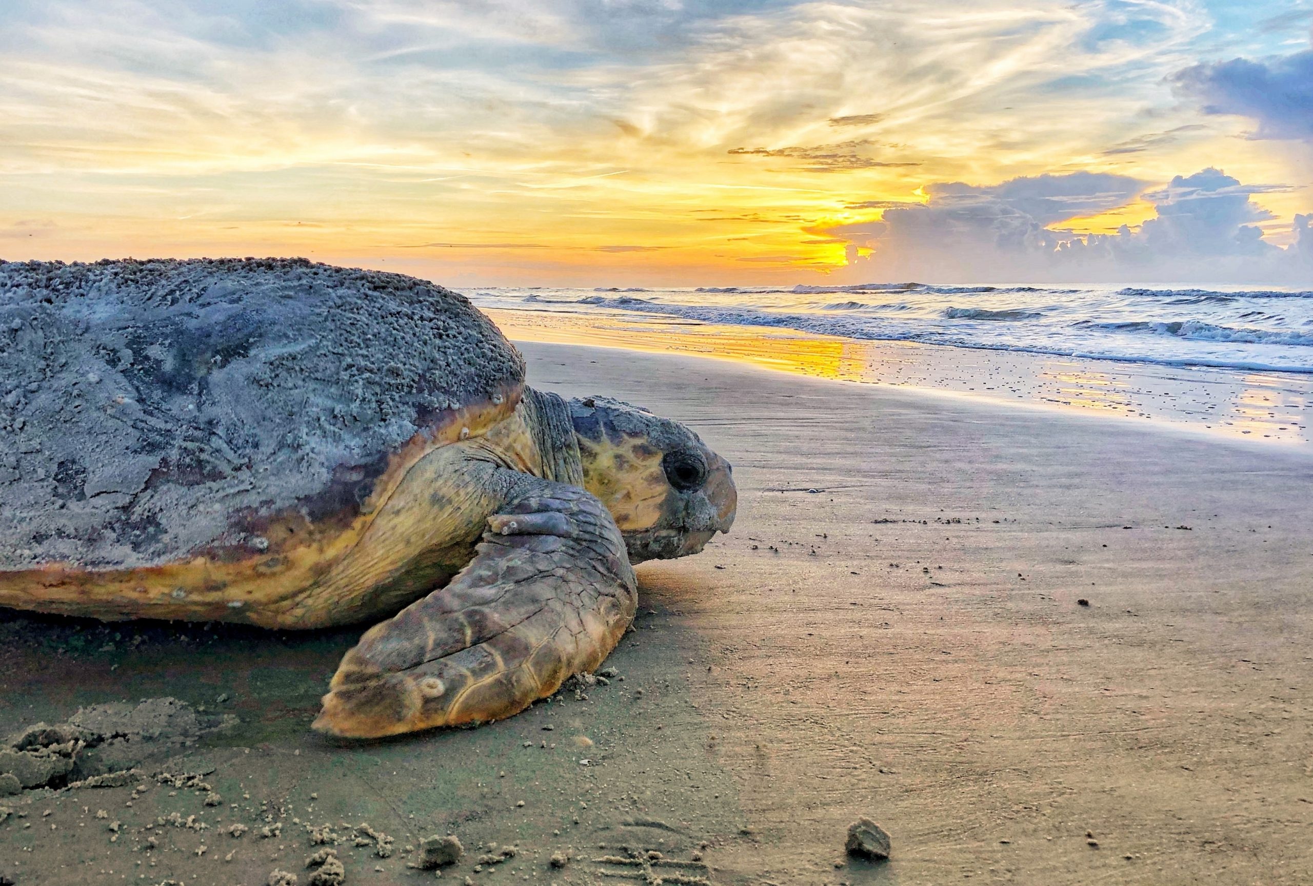 Nesting Loggerhead Turtle Found Dead Investigation Underway The 