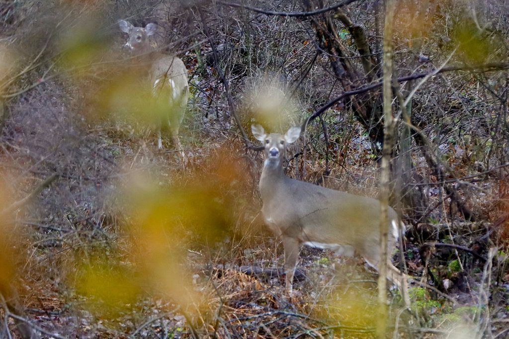 Deer Rifle Season The North State Journal