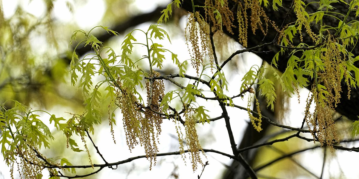 How to protect yourself during allergy season